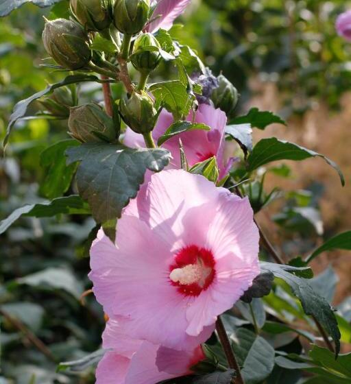 Отель Albergo Della Ceramica