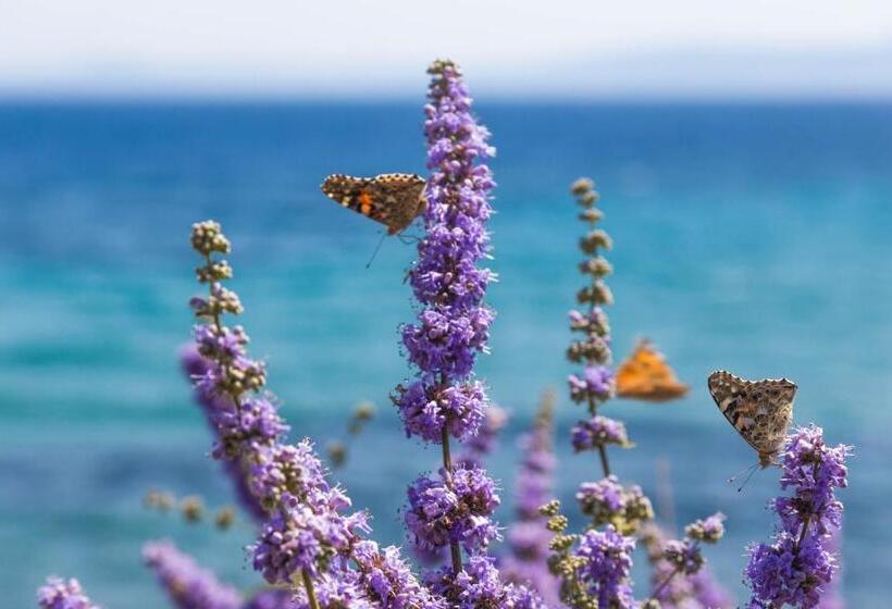 בית מלון כפרי Assos Terrace