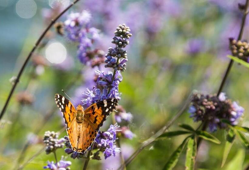 בית מלון כפרי Assos Terrace