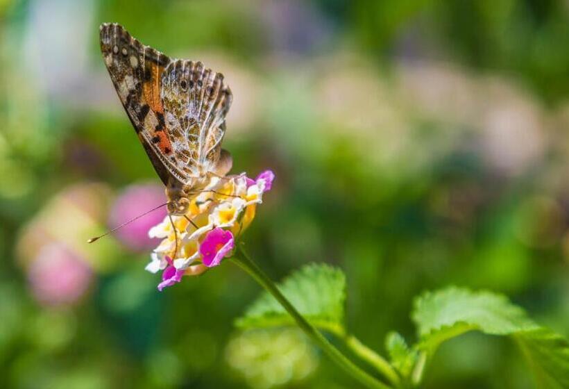 בית מלון כפרי Assos Terrace