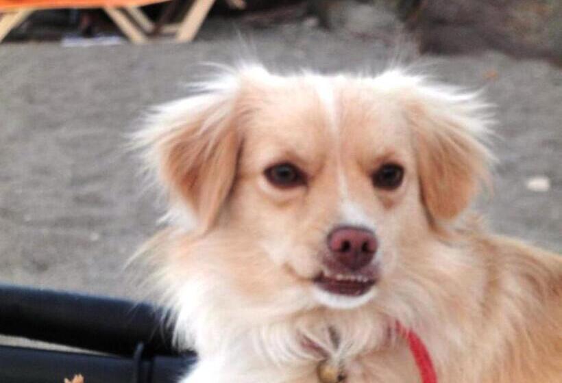 בית מלון כפרי Assos Terrace