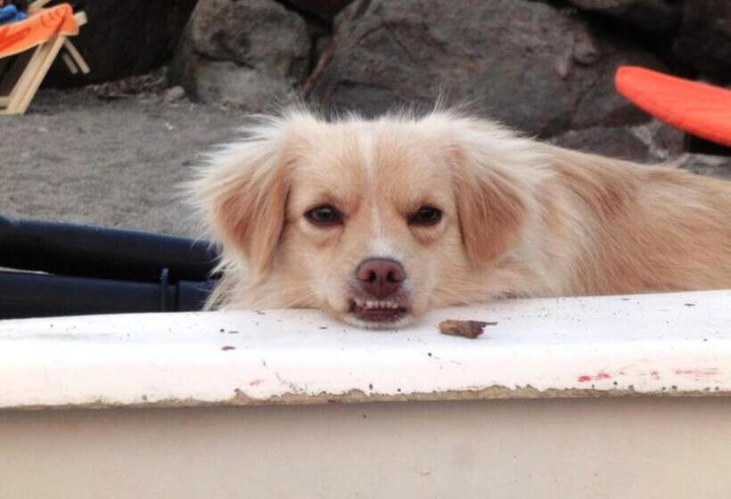 בית מלון כפרי Assos Terrace