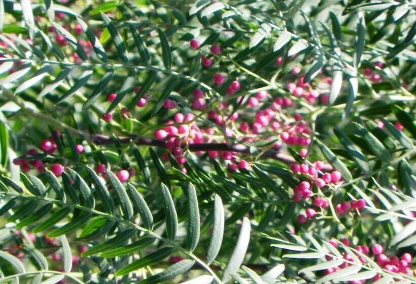 בית מלון כפרי Assos Terrace