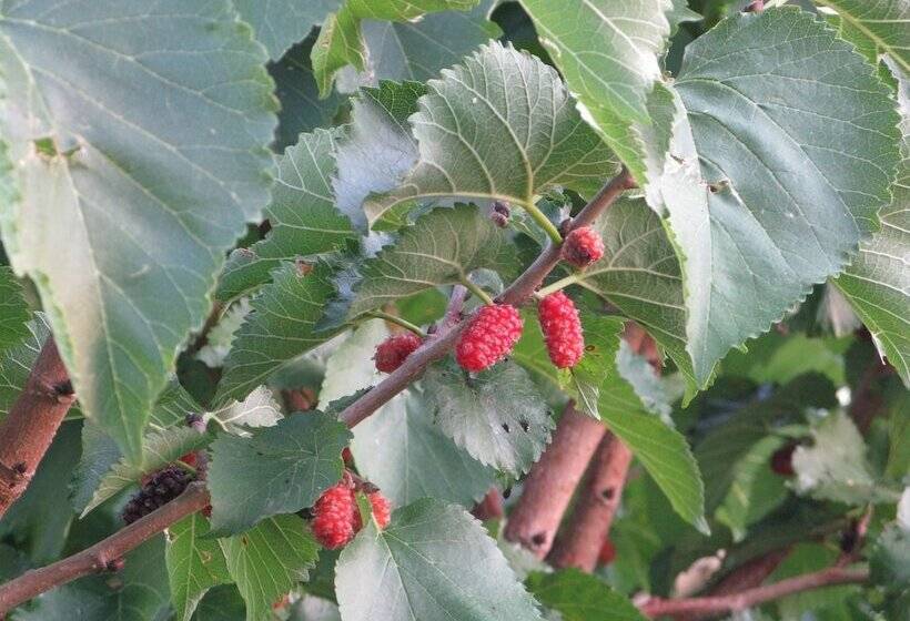 בית מלון כפרי Assos Terrace