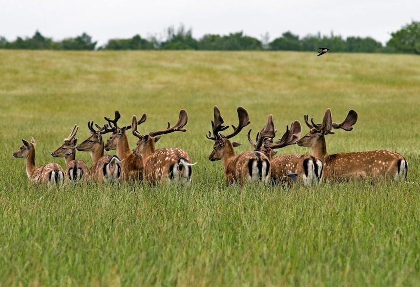 ホテル Kolding Sportel