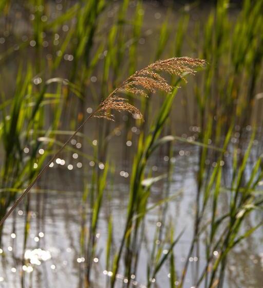 בית מלון כפרי La Tramontane
