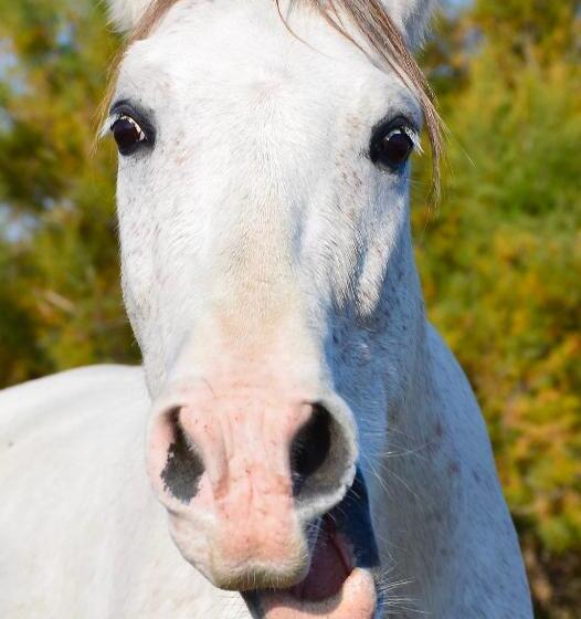 בית מלון כפרי La Tramontane