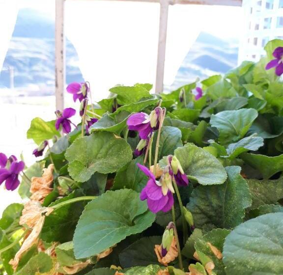 צימר Omer The Ottoman House