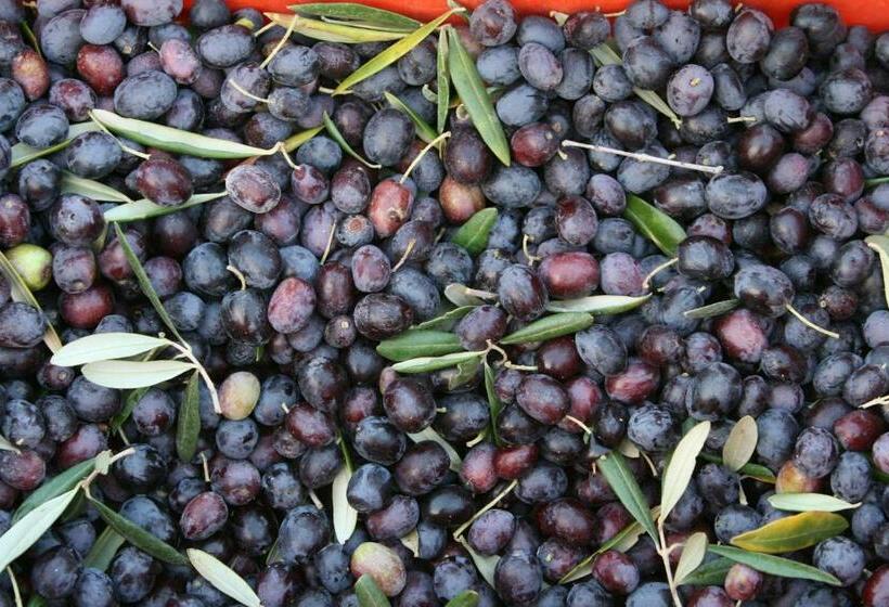 בית מלון כפרי Agriturismo Amicizia