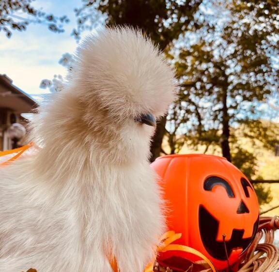 B&b Rifugio Angelina