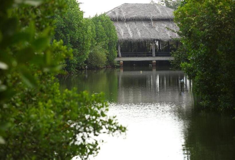 ホテル Mangrove Beach Chalets