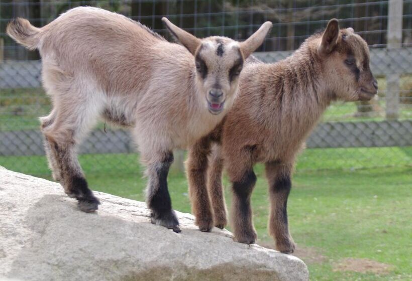 Antjes Schmankerlhotel Und Restaurant