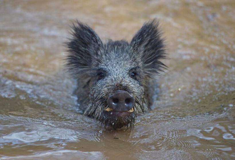 Antjes Schmankerlhotel Und Restaurant