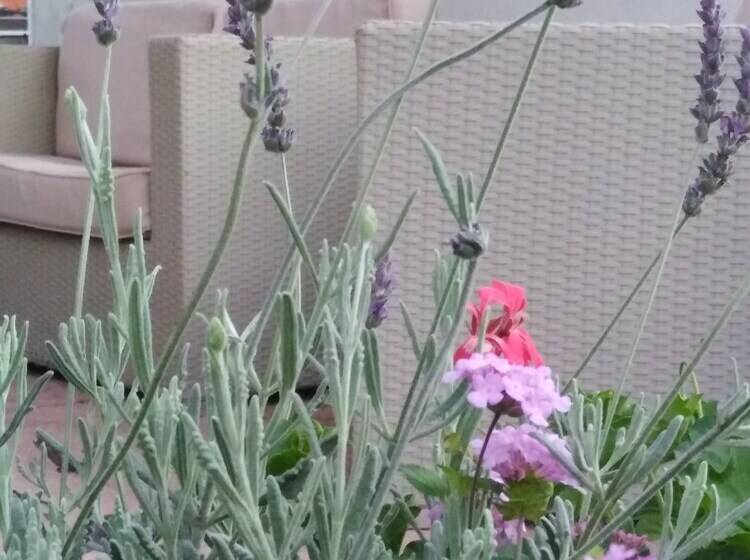 هتل Branca Ritamadre