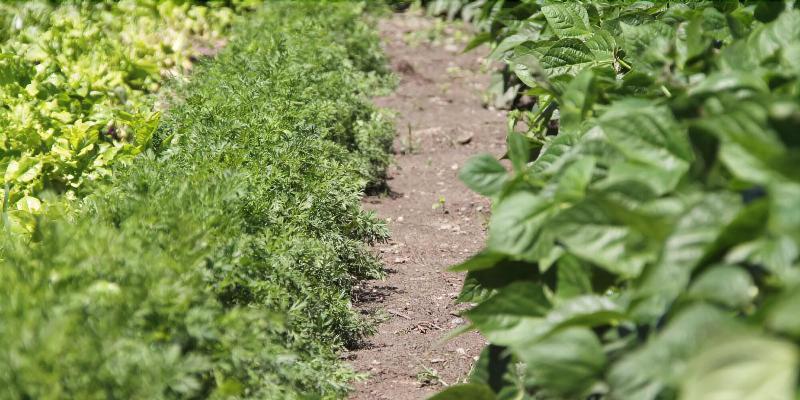 בית מלון כפרי Comtes De Challant Albergo Etico Valle D Aosta