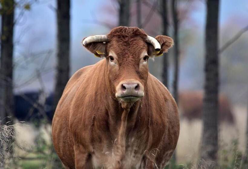 בית מלון כפרי Hôtel Azur Saint Junien Cit