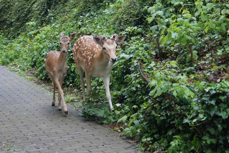 Regiohotel Schanzenhaus Wernigerode