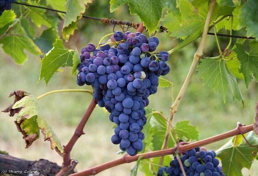 بنسيون Fattoria Di Bacchereto   Guest House