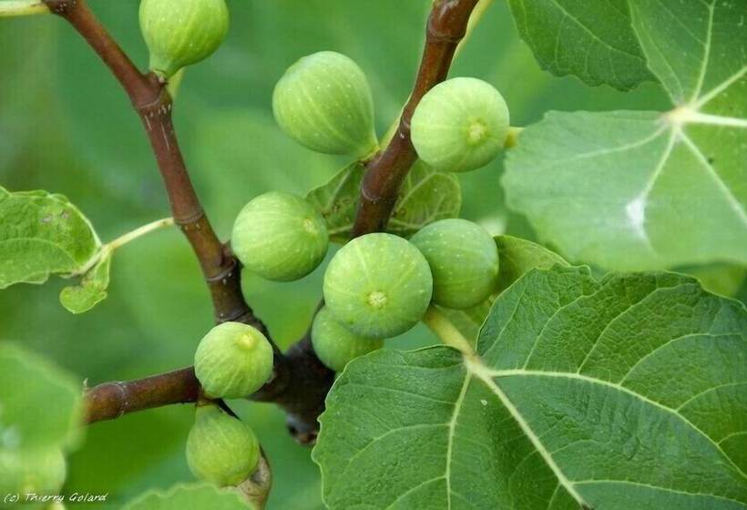 بنسيون Fattoria Di Bacchereto   Guest House