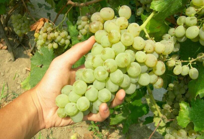 فندق Albergo La Vigna