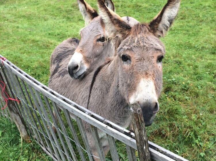 בית מלון כפרי Au Bivouac De Napoléon