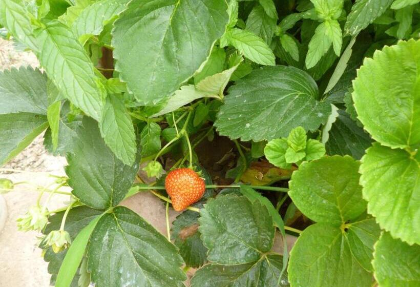 בית מלון כפרי Elicrim