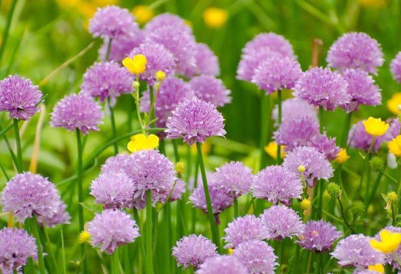 فندق Zum Goldenen Fässchen