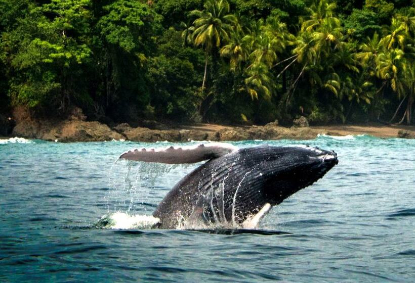 Copa De Arbol Beach & Rainforest Resort