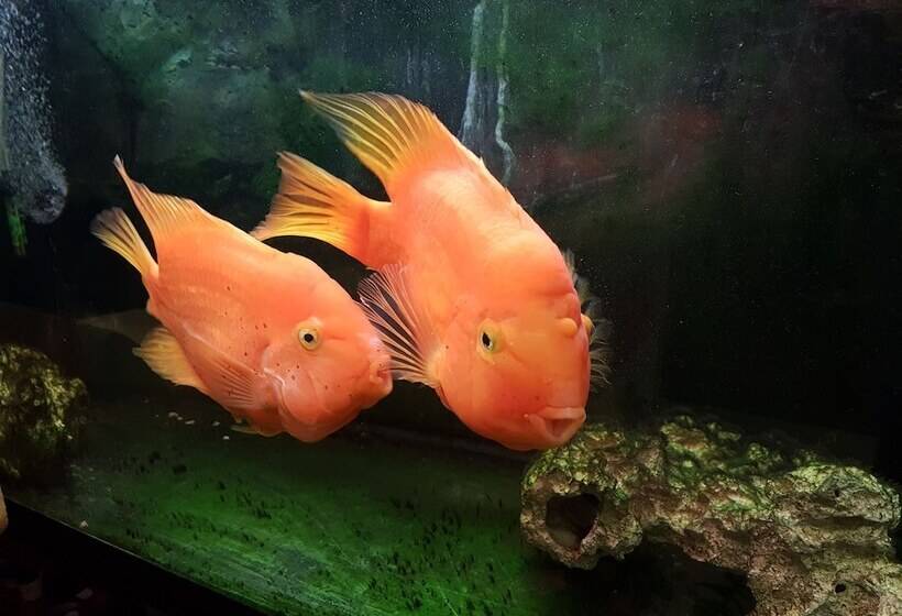 هتل Albergo Sonia