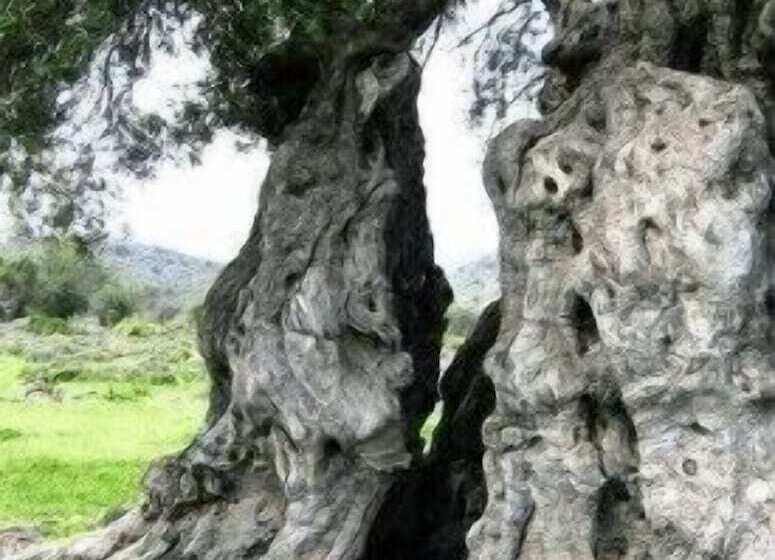 בית מלון כפרי Corte Dei Nonni