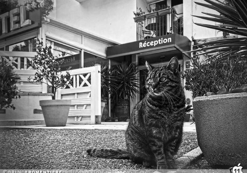 酒店 Le Mediterranee