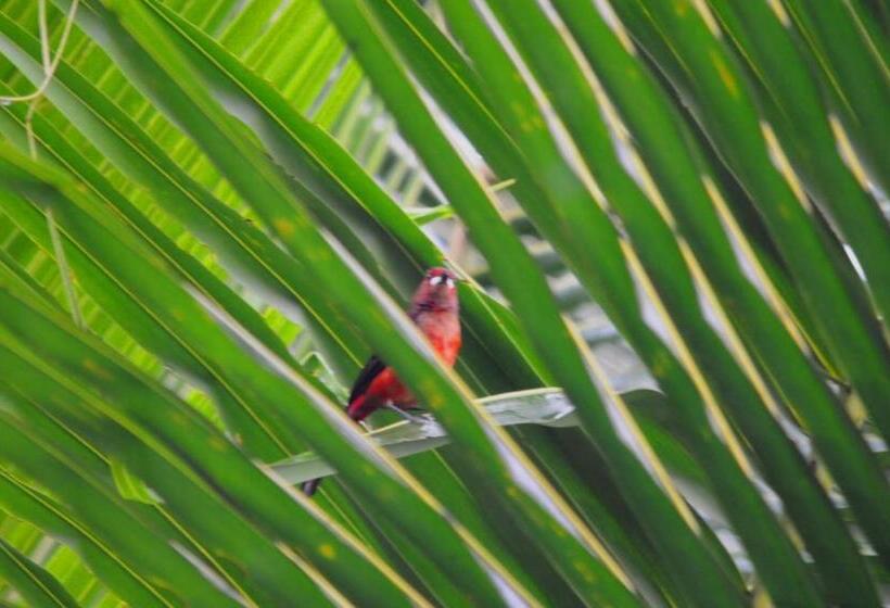 בית מלון כפרי Pousada Magia Verde