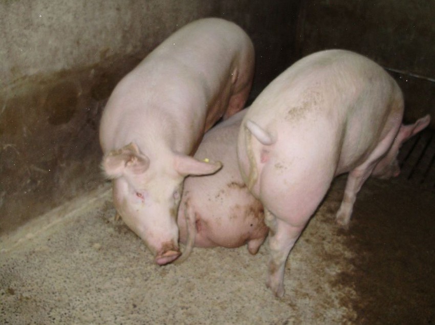 酒店 Tenuta Montelaura