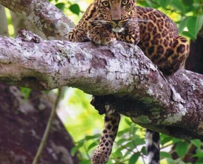 The Windflower Jungle Resorts And Spa