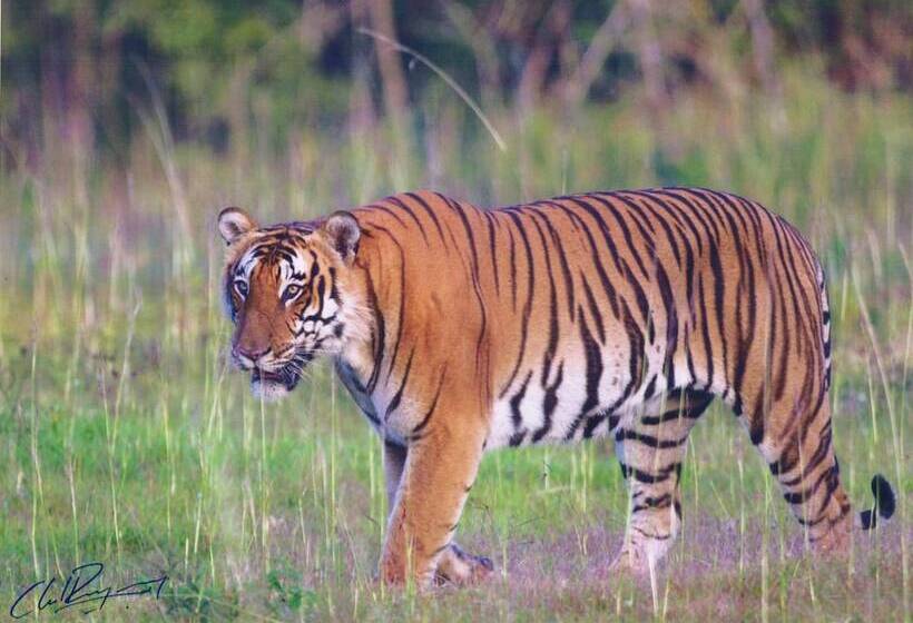 The Windflower Jungle Resorts And Spa