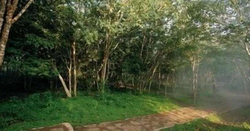 The Windflower Jungle Resorts And Spa