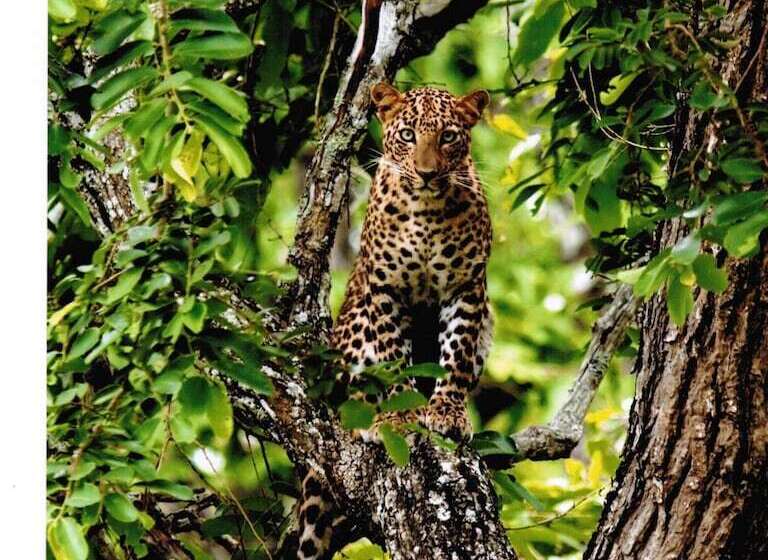 The Windflower Jungle Resorts And Spa