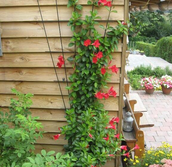 هتل De Wilde Kriek   Before De Karsteboom