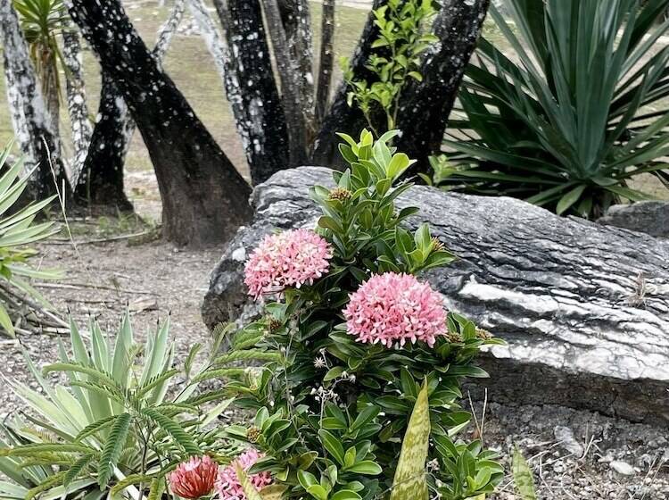 בית מלון כפרי Gumbo Limbo Jungle Resort