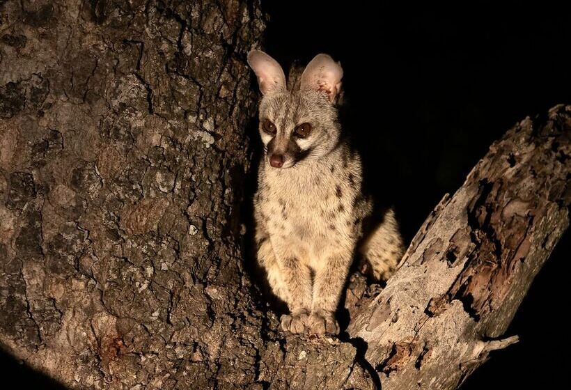 ホテル Honeyguide Tented Safari Camps Mantobeni