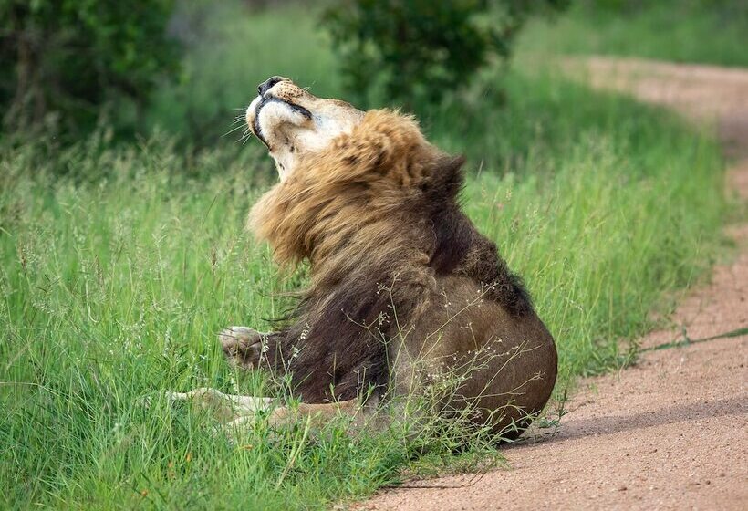 ホテル Honeyguide Tented Safari Camps   Mantobeni