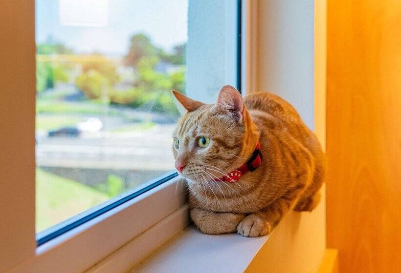 酒店 Ibis Novo Hamburgo