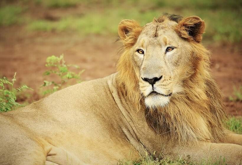 호텔 Gir Serai Ihcl Seleqtions