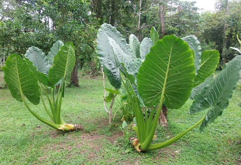 La Palapa Eco Lodge Resort