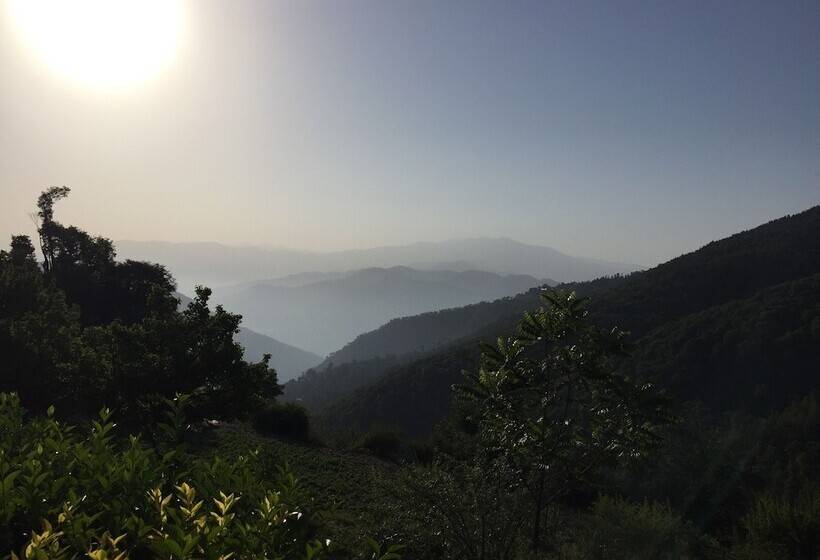 The Ayali Fernhill Resort, Chail