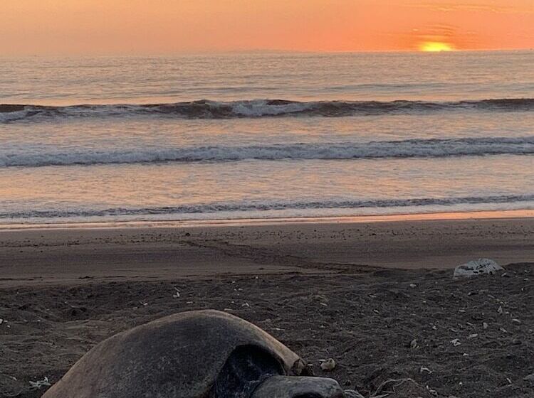 ホテル Cafe Playa Negra