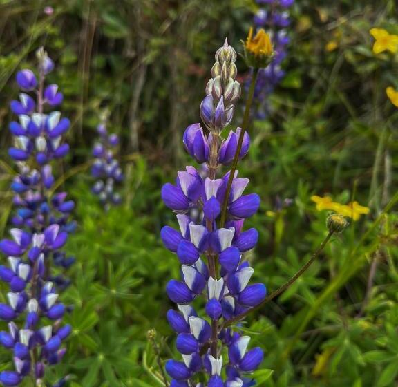 Отель Fundo Achamaqui