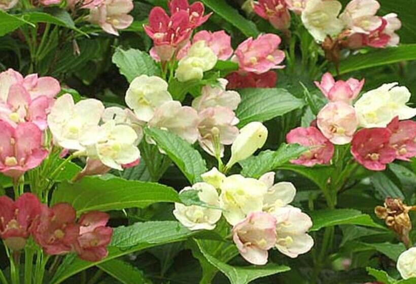 فندق Kirishima Onsen Ryokojin Sanso