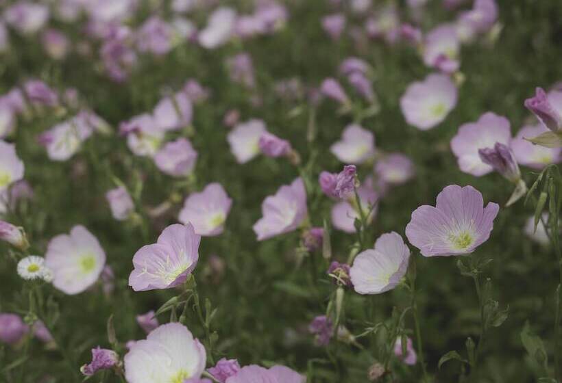 בית מלון כפרי Pullman Changshu Leeman