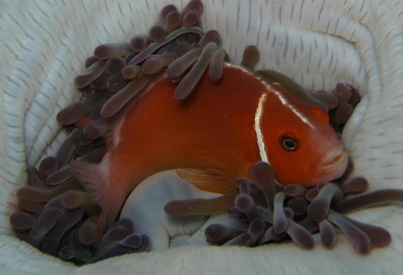 Kosrae Nautilus Resort